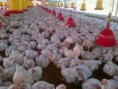 Venta de POLLO EN PIE